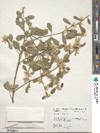 Baccharis glomeruliflora image