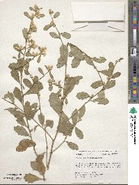 Baccharis glomeruliflora image