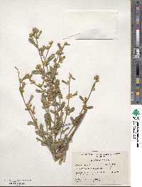 Baccharis glomeruliflora image