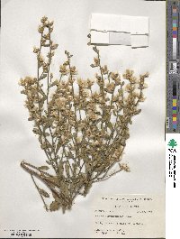 Baccharis glomeruliflora image