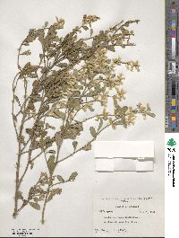 Baccharis glomeruliflora image