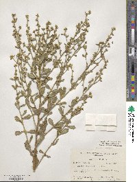 Baccharis glomeruliflora image