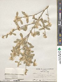 Baccharis glomeruliflora image