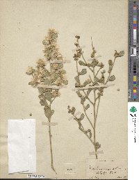 Baccharis glomeruliflora image