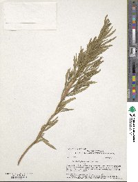 Baccharis glutinosa image