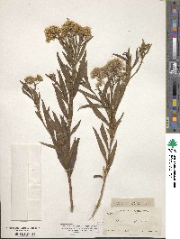 Baccharis glutinosa image