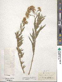 Baccharis glutinosa image