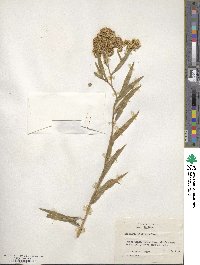 Baccharis glutinosa image