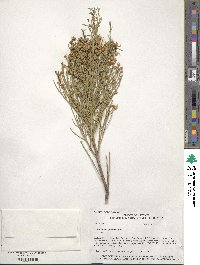 Baccharis glutinosa image