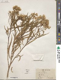 Baccharis glutinosa image