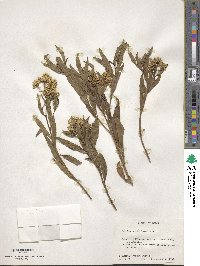 Baccharis glutinosa image