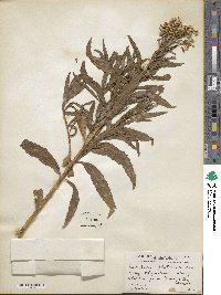 Baccharis glutinosa image