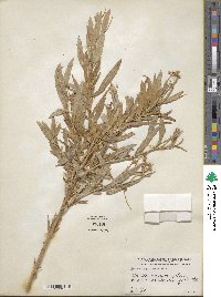 Baccharis glutinosa image