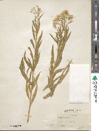 Baccharis glutinosa image