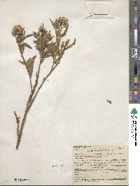 Baccharis glutinosa image