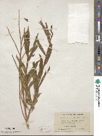 Baccharis glutinosa image