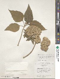 Montanoa tomentosa subsp. rosei image