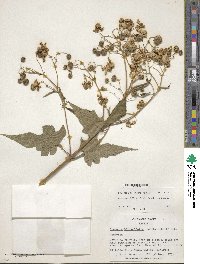 Montanoa hibiscifolia image