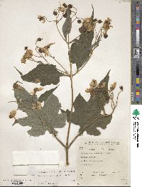 Montanoa hibiscifolia image