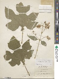 Montanoa hibiscifolia image