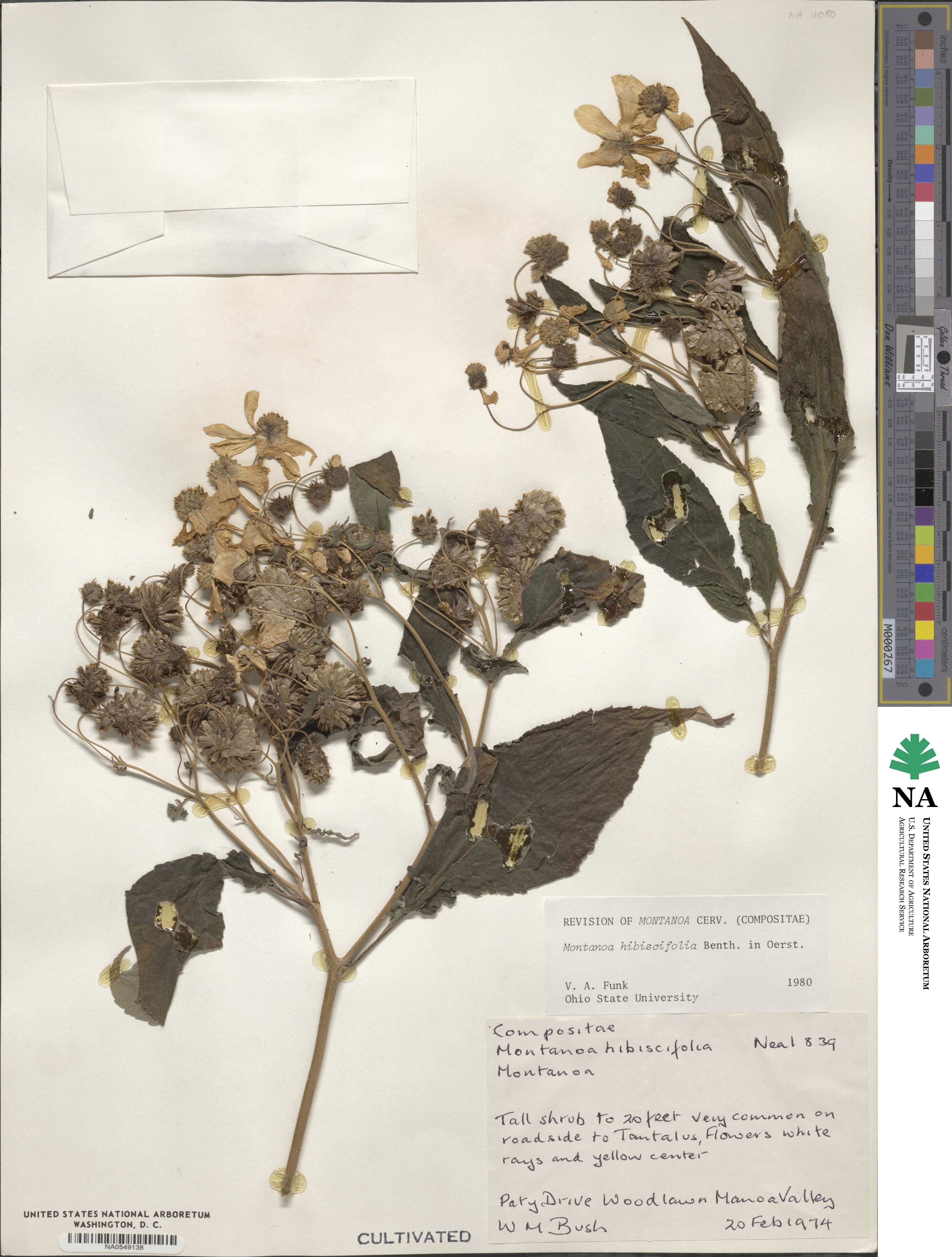Montanoa hibiscifolia image