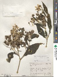 Montanoa hibiscifolia image