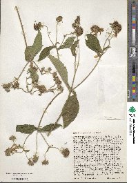 Montanoa grandiflora image