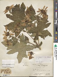 Montanoa grandiflora image