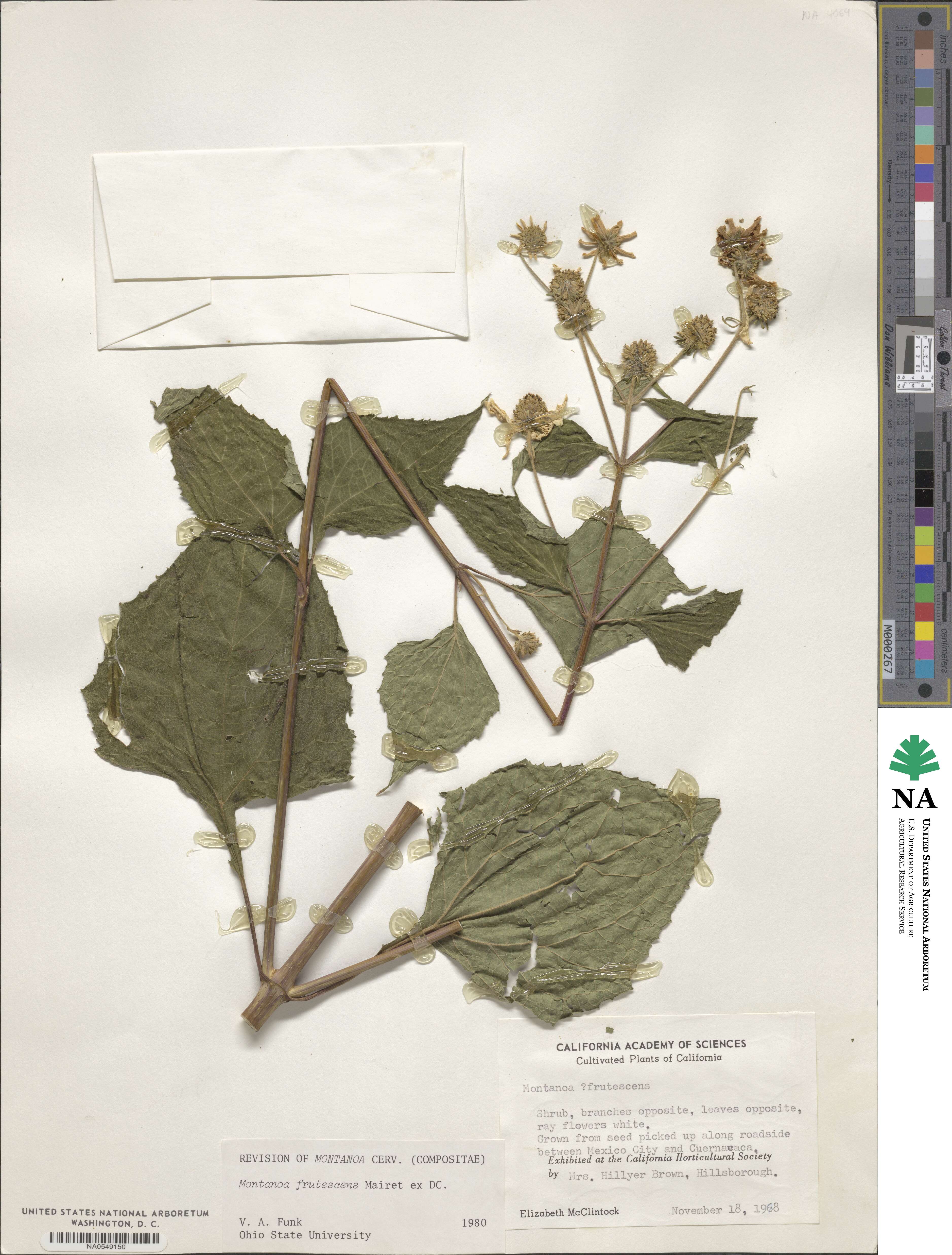 Montanoa frutescens image