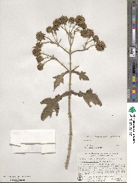 Montanoa bipinnatifida image