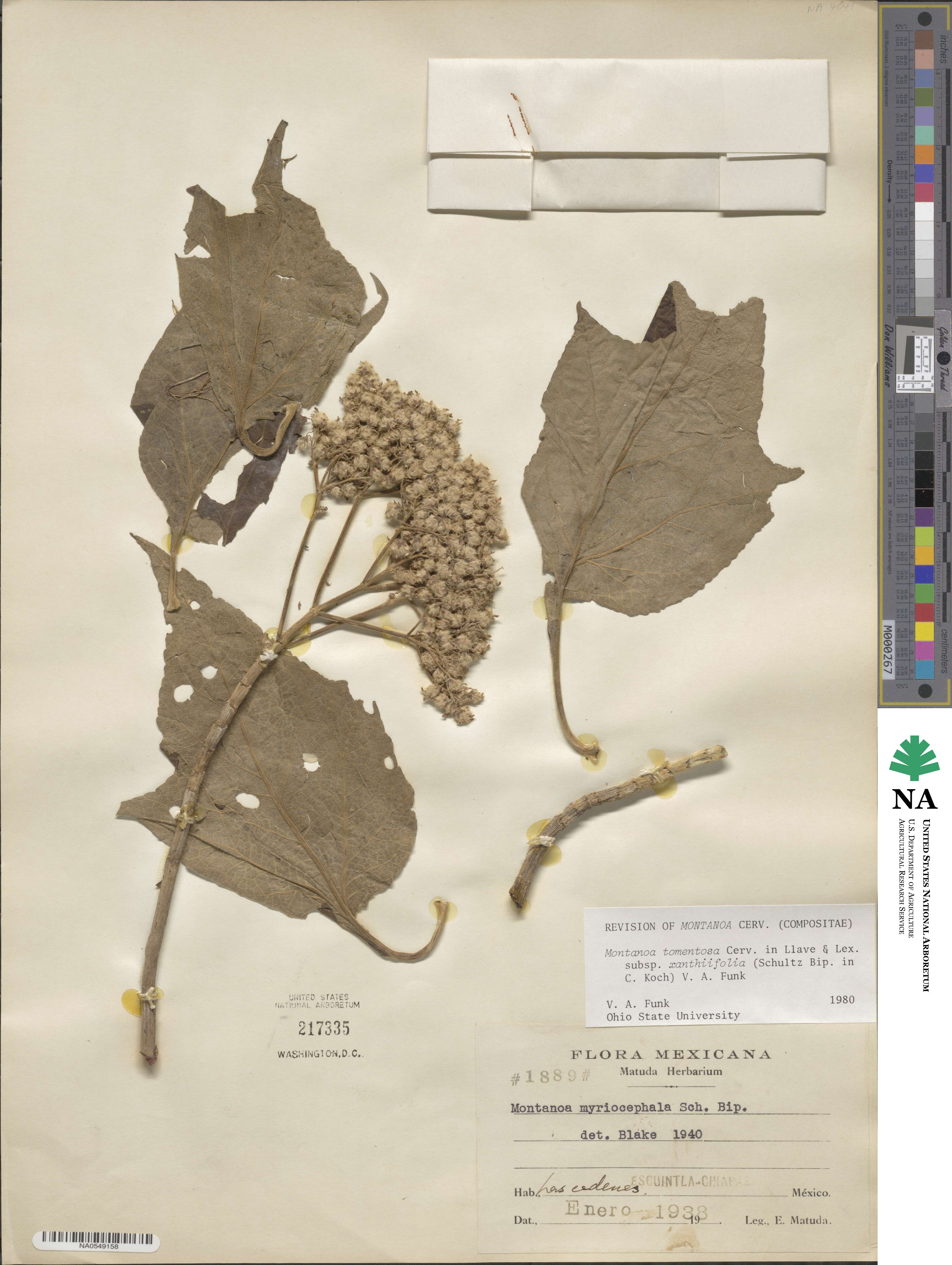 Montanoa tomentosa subsp. xanthiifolia image