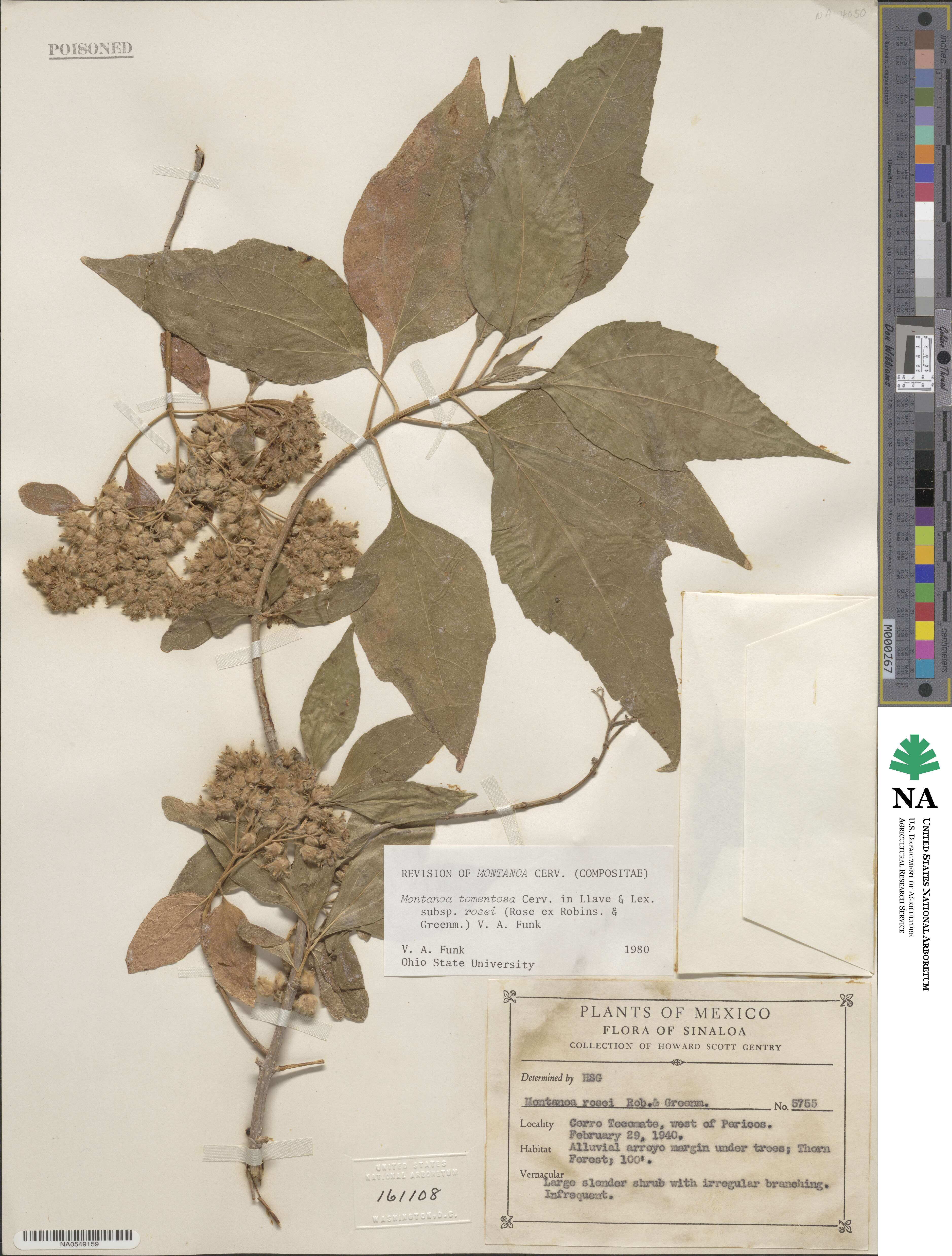 Montanoa tomentosa subsp. rosei image