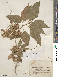 Montanoa tomentosa subsp. rosei image