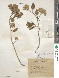 Montanoa tomentosa subsp. rosei image