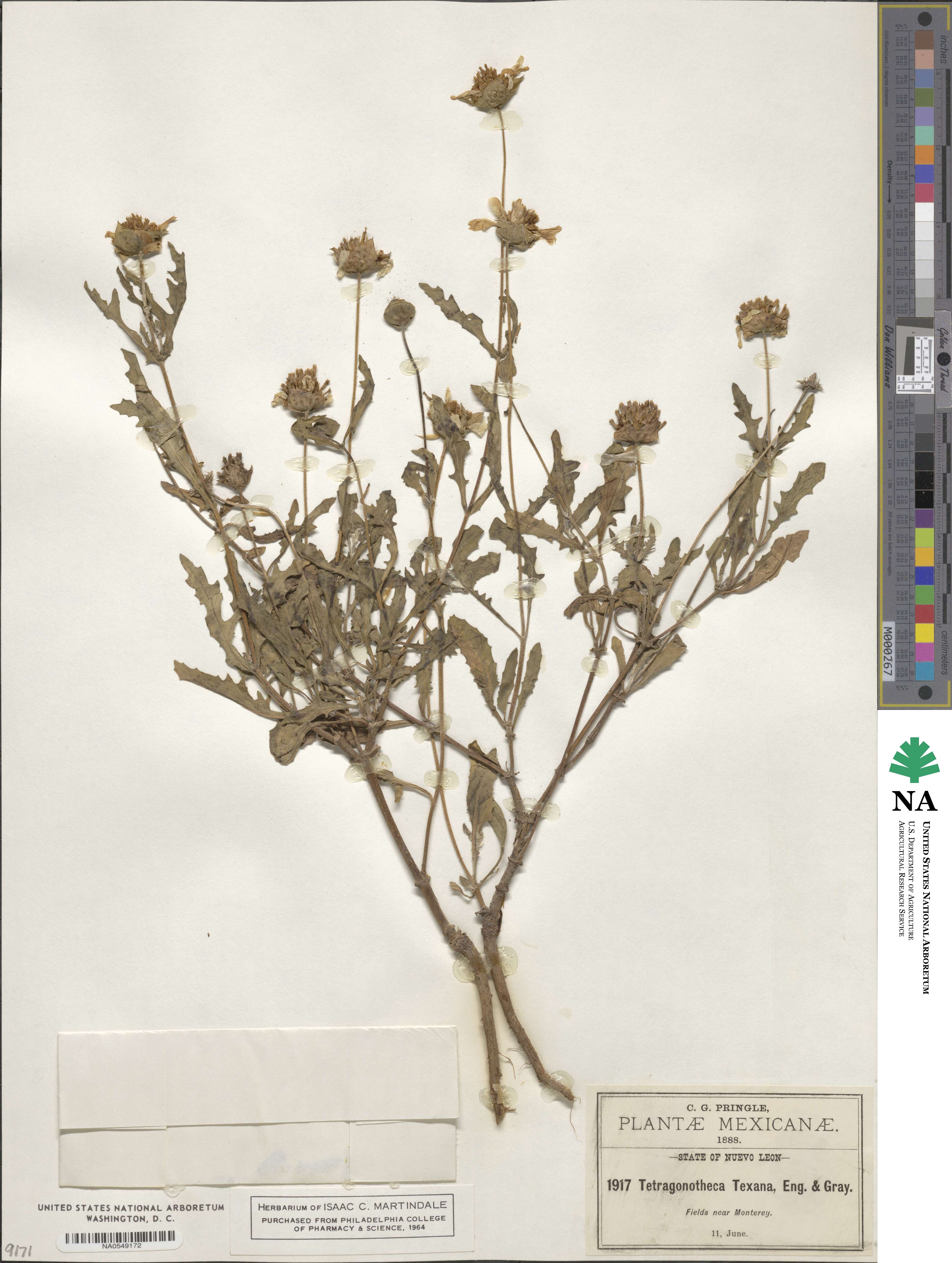 Tetragonotheca texana image