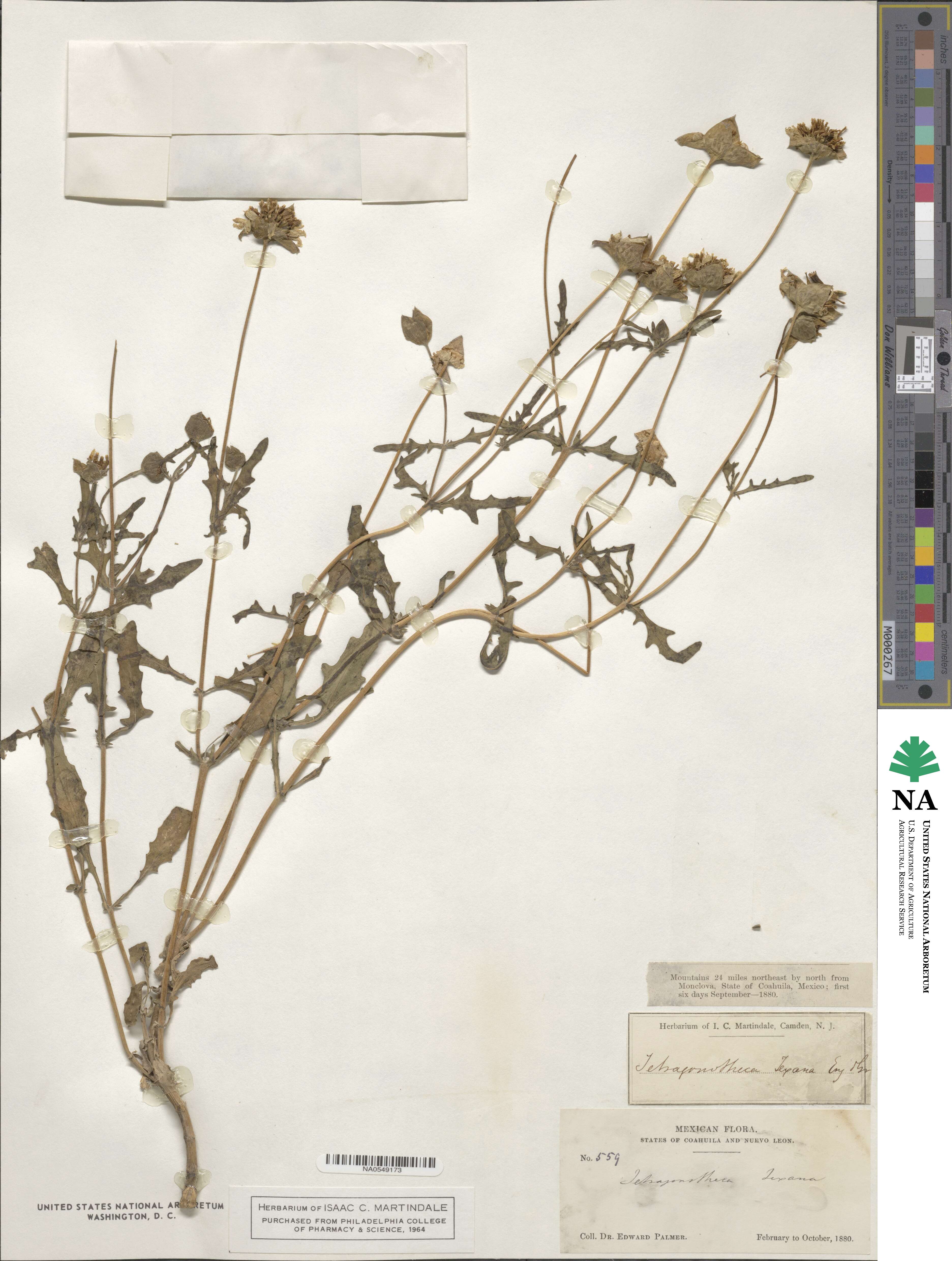 Tetragonotheca image