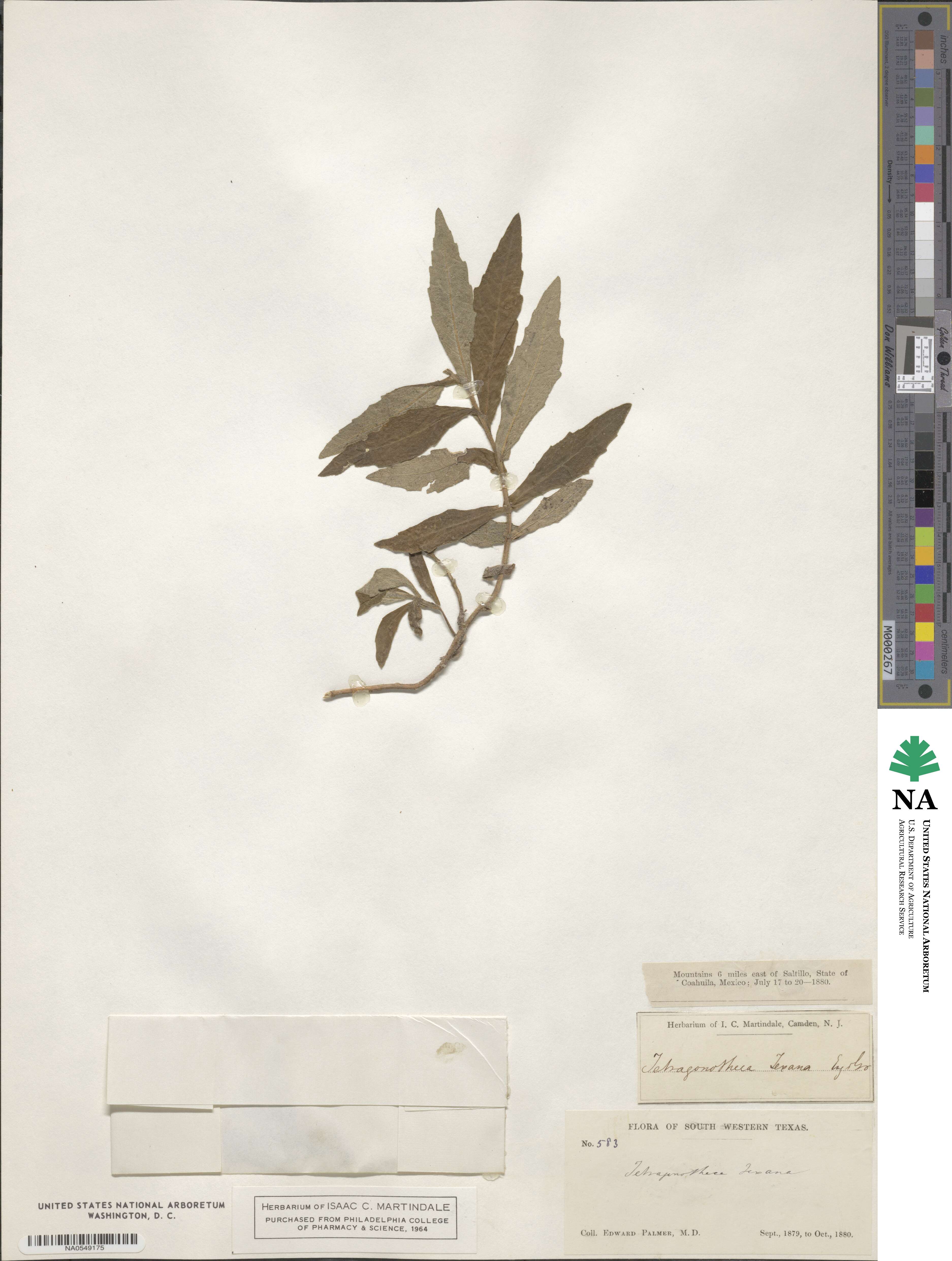 Tetragonotheca texana image