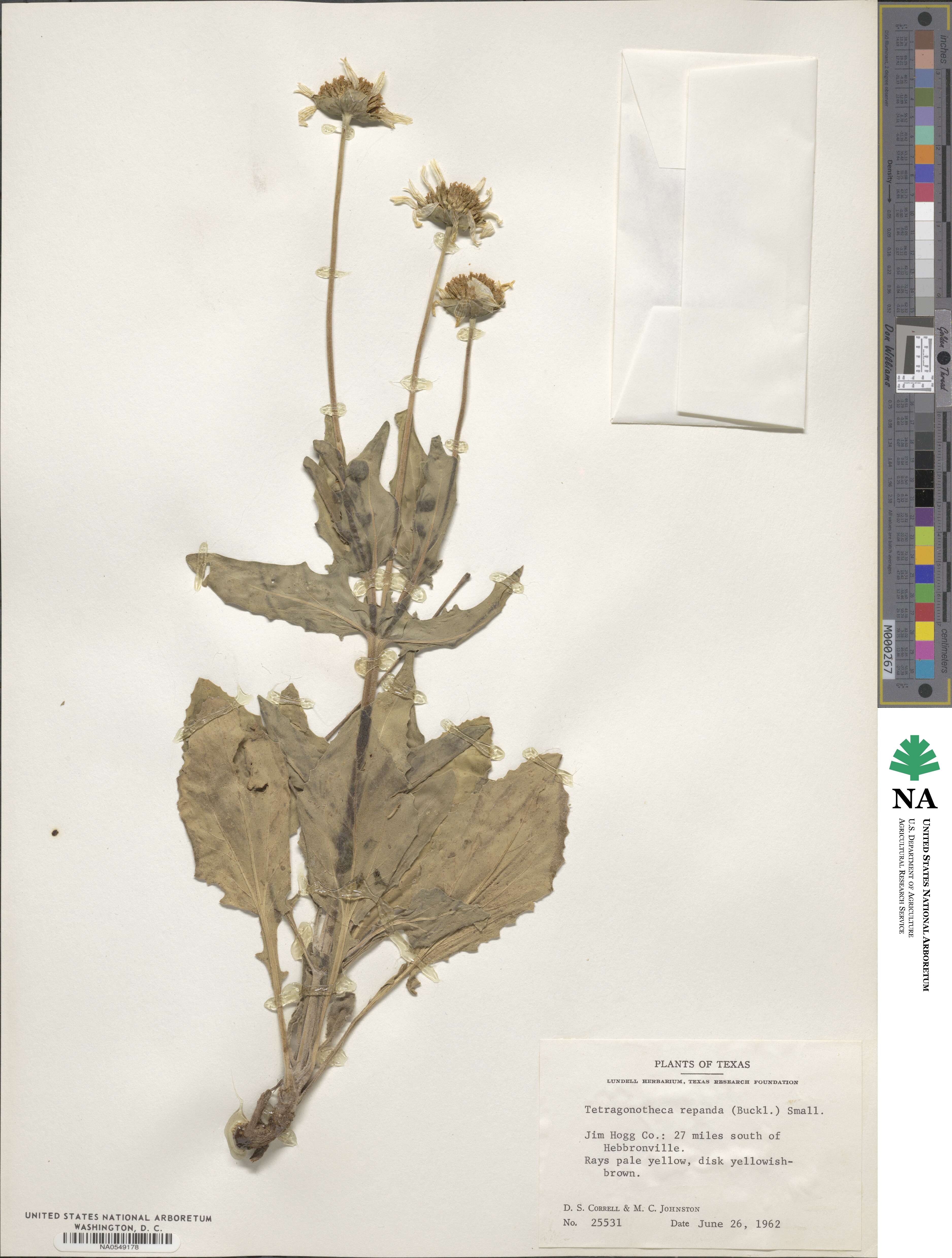 Tetragonotheca repanda image