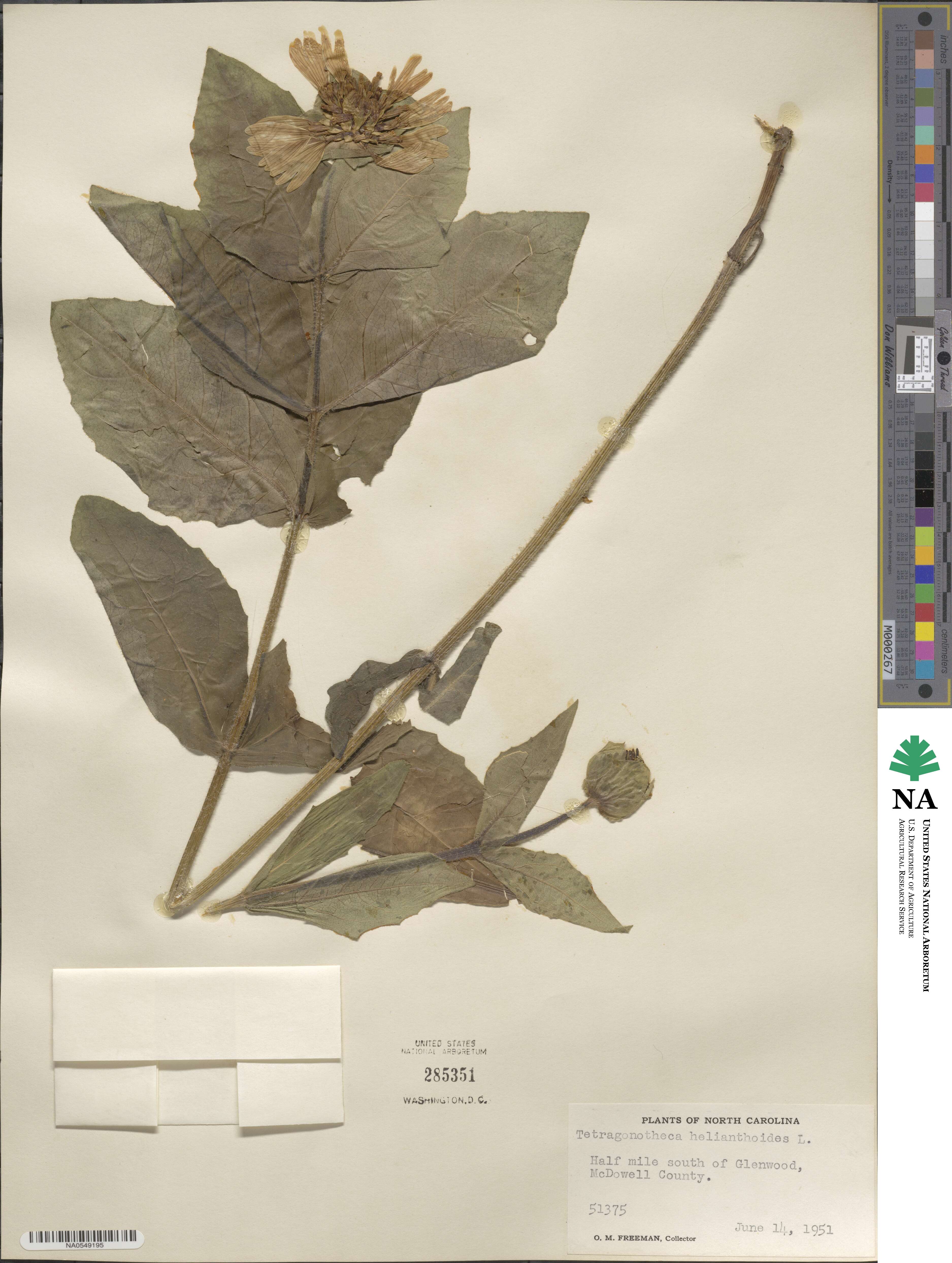 Tetragonotheca helianthoides image