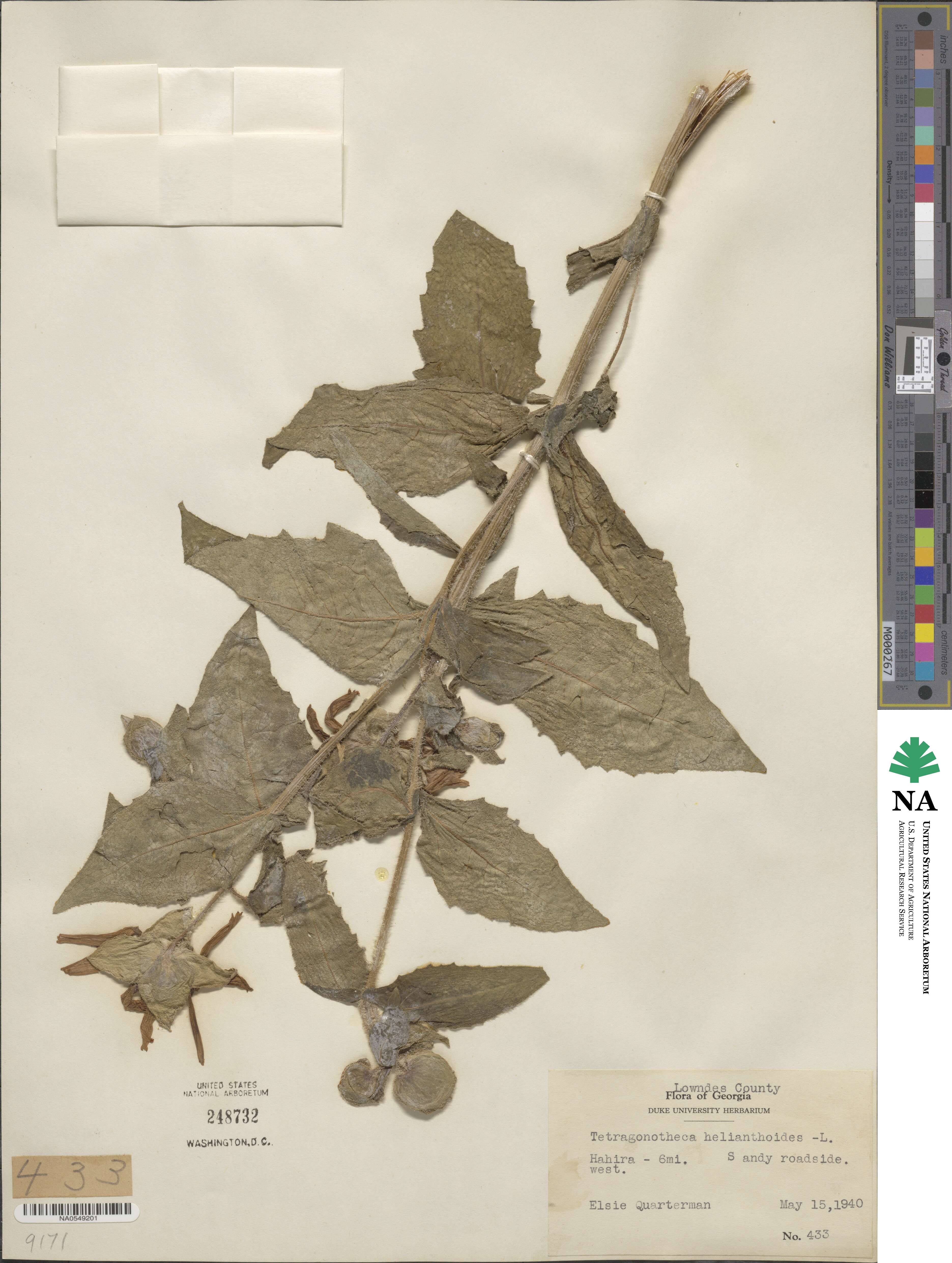 Tetragonotheca helianthoides image