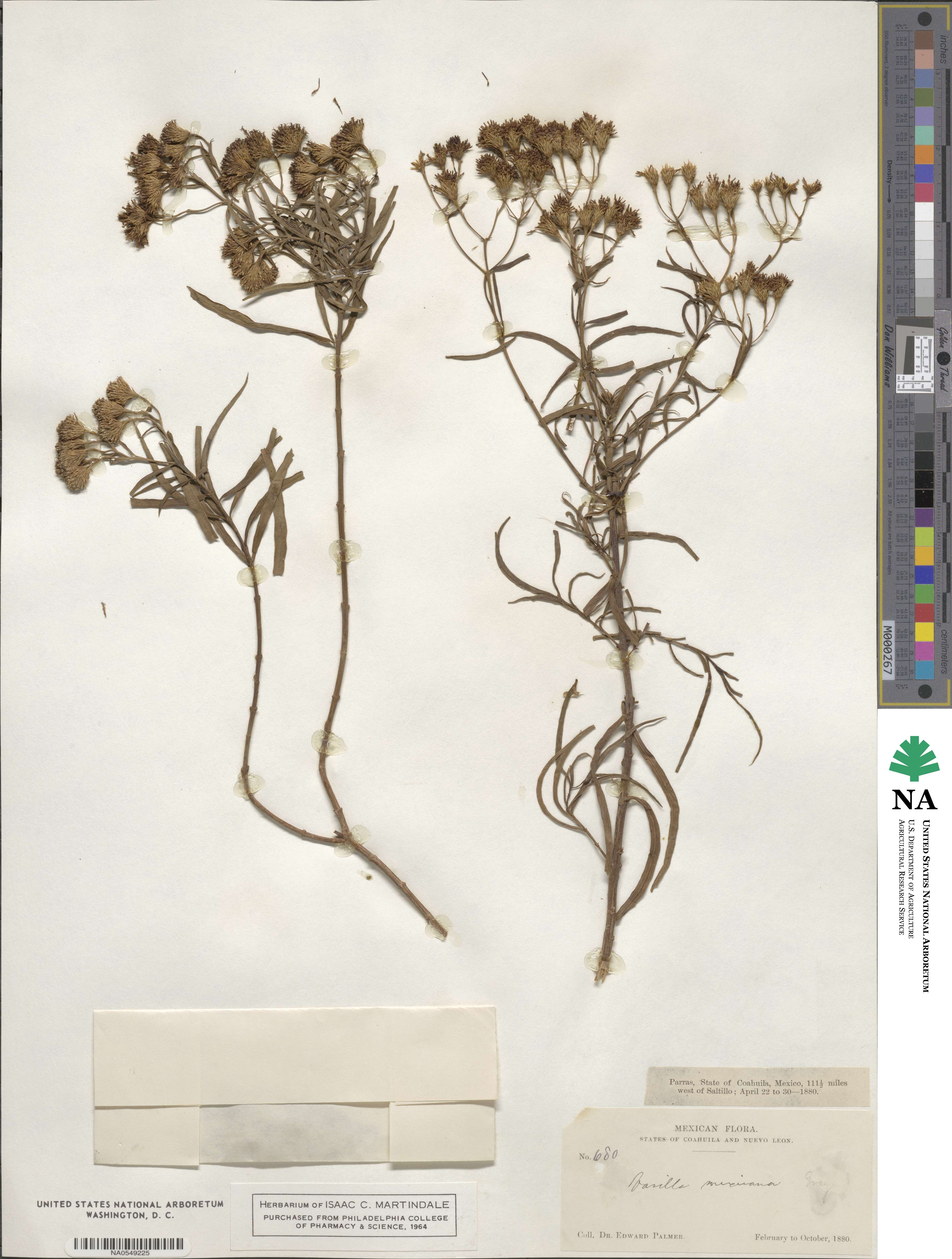 Varilla mexicana image