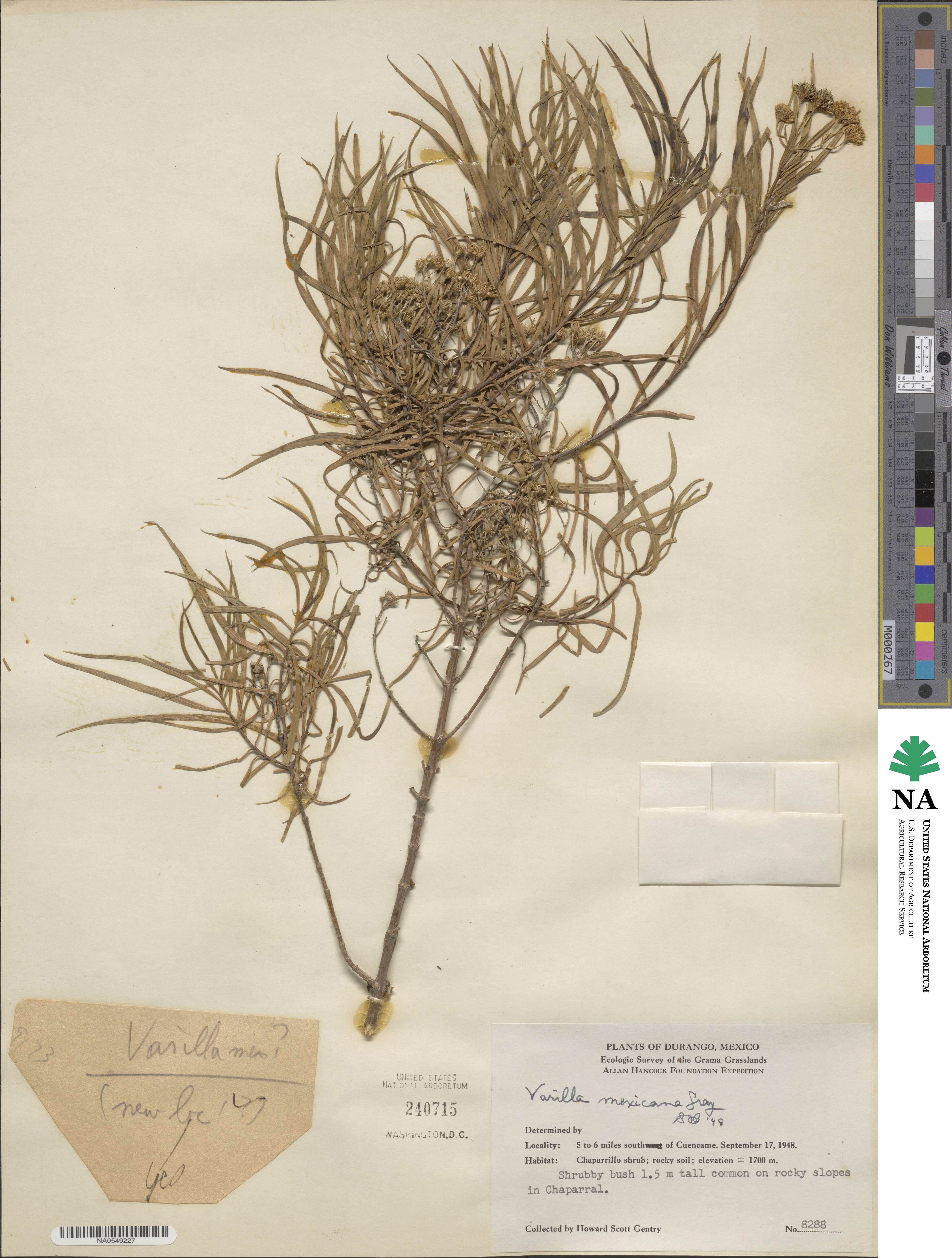 Varilla mexicana image