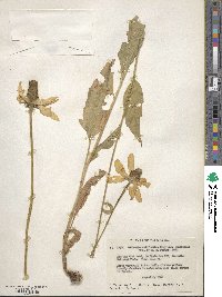 Rudbeckia californica image