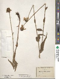 Rudbeckia californica image