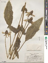 Rudbeckia californica image