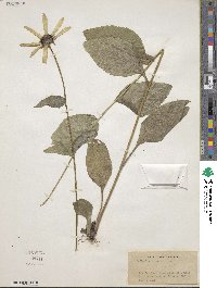 Rudbeckia hirta image