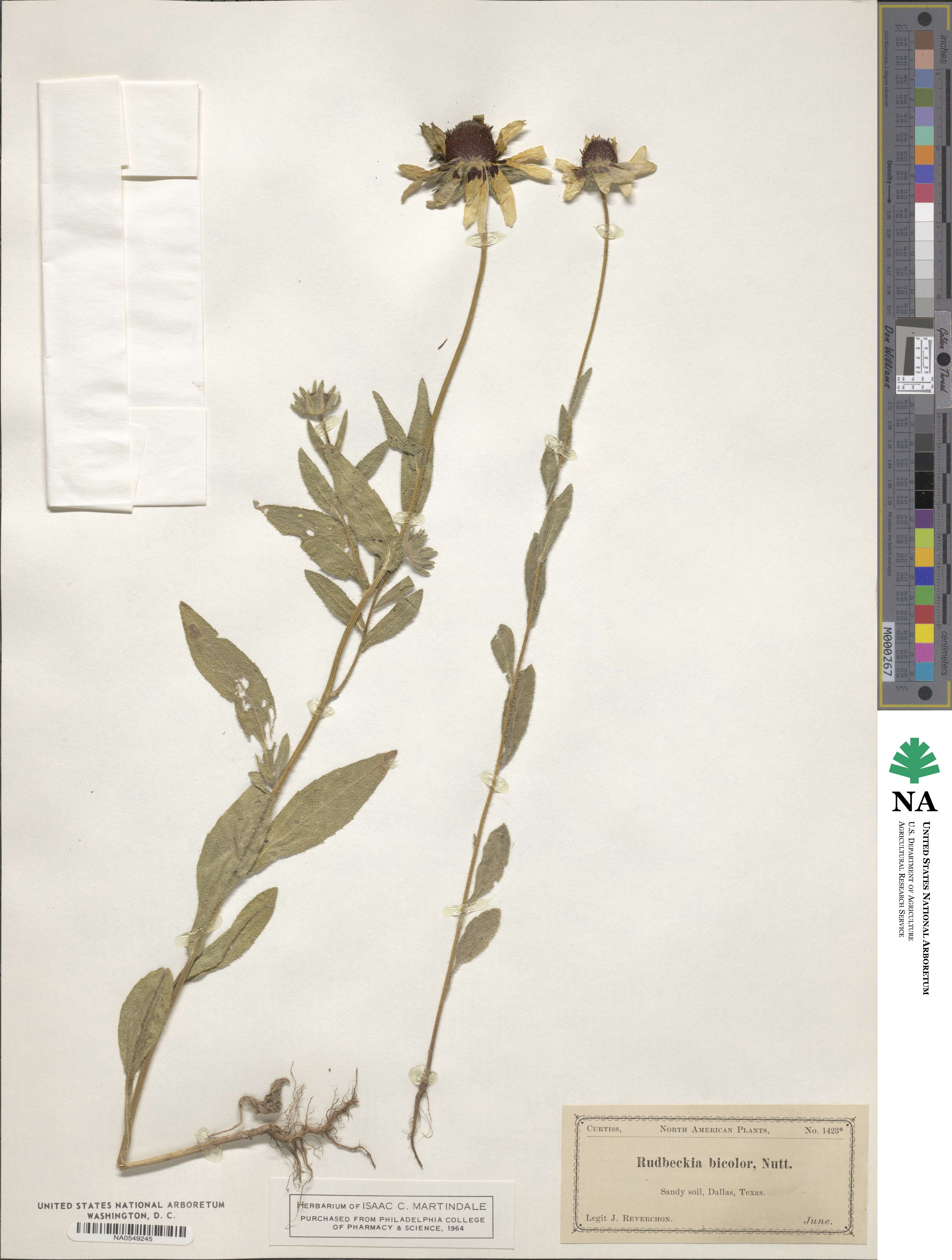 Rudbeckia hirta var. pulcherrima image