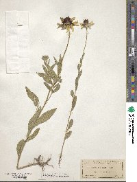 Rudbeckia hirta var. pulcherrima image