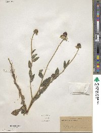 Rudbeckia hirta var. pulcherrima image