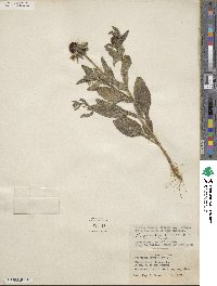 Rudbeckia hirta image